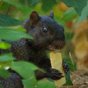 Black squirrel avatar